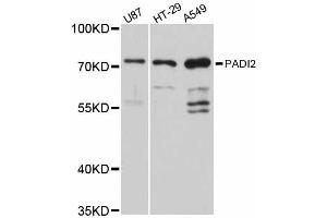 Western blot analysis of extracts of various cell lines, using PADI2 antibody (ABIN6290719) at 1:3000 dilution. (PADI2 antibody)