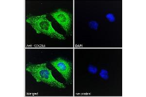 ABIN570894 Immunofluorescence analysis of paraformaldehyde fixed HeLa cells, permeabilized with 0. (CDK19 antibody  (C-Term))