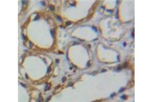 #VALUE! (CA4 antibody  (AA 19-283))