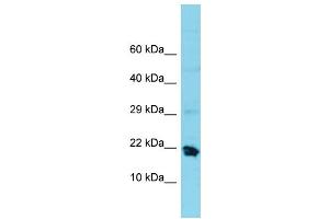 Western Blotting (WB) image for anti-Mitochondrial Ribosomal Protein S25 (MRPS25) (C-Term) antibody (ABIN2791676) (MRPS25 antibody  (C-Term))