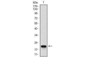 Western blot analysis using CASP-7 mAb against human CASP-7 (AA: 29-198) recombinant protein. (Caspase 7 antibody  (AA 29-198))