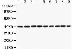 Western Blotting (WB) image for anti-Paraoxonase 1 (PON1) (AA 186-201), (Middle Region) antibody (ABIN3042578) (PON1 antibody  (Middle Region))