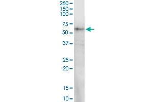 PRUNE MaxPab rabbit polyclonal antibody. (PRUNE antibody  (AA 1-453))