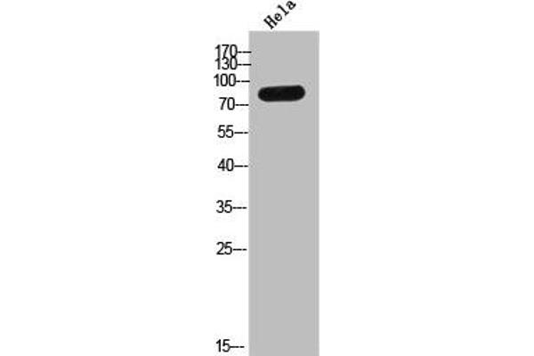 TMC8 antibody  (C-Term)
