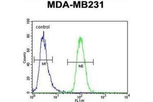 Flow cytometric analysis of MDA-MB231 cells using GNL3L Antibody (N-term) Cat. (GNL3L antibody  (N-Term))