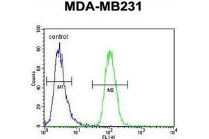 Flow cytometric analysis of MDA-MB231 cells using GNL3L Antibody (N-term) Cat.