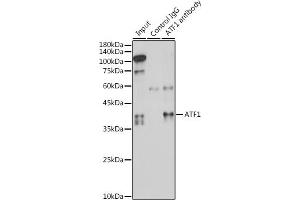 Immunoprecipitation analysis of 300 μg extracts of HeLa cells using 3 μg  antibody (ABIN6127376, ABIN6137228, ABIN6137229 and ABIN6221472). (AFT1 antibody  (AA 1-210))