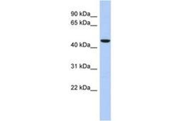 ZNF566 抗体  (AA 143-192)
