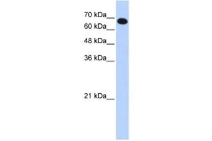Western Blotting (WB) image for anti-Coiled-Coil Domain Containing 38 (CCDC38) antibody (ABIN2459672) (CCDC38 antibody)