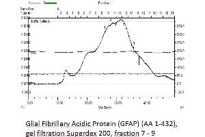 Image no. 2 for Glial Fibrillary Acidic Protein (GFAP) (AA 1-432) protein (Strep Tag) (ABIN3080596) (GFAP Protein (AA 1-432) (Strep Tag))