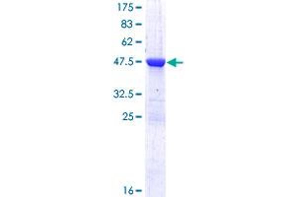 RAB2A Protein (AA 1-212) (GST tag)