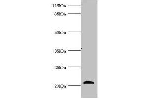 Western blot All lanes: APOM antibody at 3. (Apolipoprotein M antibody  (AA 23-188))