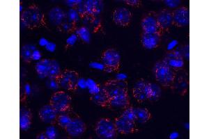 Indirect immunostaining of a PFA fixed mouse brain section (dilution 1 : 200; red). (KDELR1 antibody  (AA 192-212))