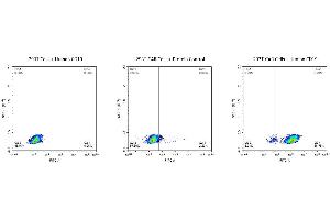 Use Human CD19-FITC Compatible protein to detect the expression rate of Anti-CD19-CAR positive cells. (CD19 Protein (AA 20-291) (His tag,FITC))