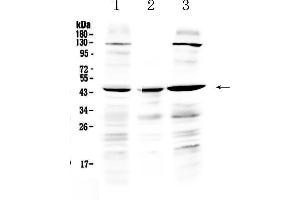 Western blot analysis of PREB using anti-PREB antibody . (PREB antibody  (AA 42-236))