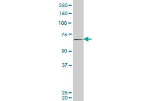 PASD1 monoclonal antibody (M08), clone 3C1 Western Blot analysis of PASD1 expression in Hela S3 NE . (PASD1 antibody  (AA 1-100))