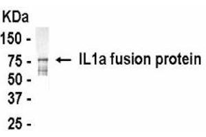 Western Blotting (WB) image for anti-Interleukin 1 alpha (IL1A) (AA 1-271) antibody (ABIN2467843) (IL1A antibody  (AA 1-271))
