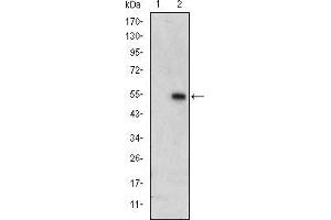 MAPK6 antibody