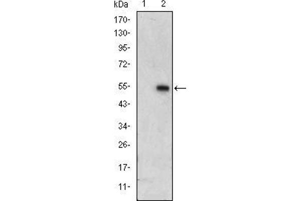 MAPK6 antibody