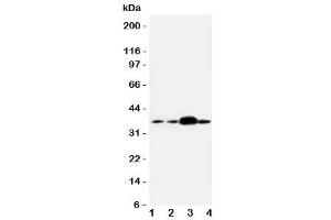 Western blot testing of APEX1 antibody and human samples 1:  U87 (APEX1 antibody  (Middle Region))