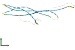 AlphaFold protein structure predicition of Mouse Recombinant Ccdc150 Protein, UniprotID Q8CDI7