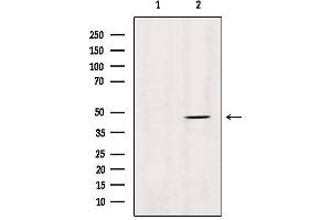 Western blot analysis of extracts from HepG2, using MMP28 Antibody. (MMP28 antibody  (Internal Region))