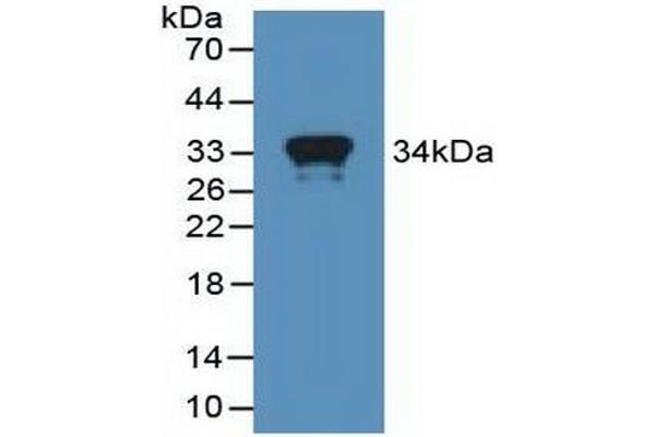 MX1 antibody  (AA 80-342)