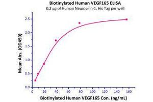 Immobilized Human Neuropilin-1, His Tag (Cat # NR1-H5228) at 2 μg/mL (100 μL/well) can bind Biotinylated Human VEGF165 (Cat # VE5-H8210) with a linear range of 5-40 ng/mL. (Neuropilin 1 Protein (NRP1) (AA 22-644) (His tag))