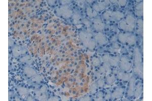 DAB staining on IHC-P; Samples: Rat Pancreas Tissue (GDF1 antibody  (AA 183-357))