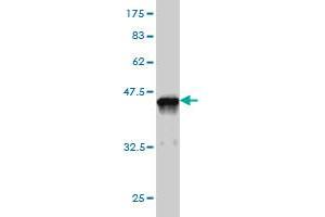 Western Blot detection against Immunogen (37. (SH3BP5 antibody  (AA 4-112))