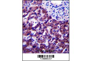 OR14J1 Antibody immunohistochemistry analysis in formalin fixed and paraffin embedded human liver tissue followed by peroxidase conjugation of the secondary antibody and DAB staining.