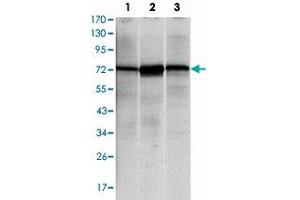 Western blot analysis using HSPA5 monoclonal antibody, clone 4E3  against NIH/3T3 (1) , HeLa (2) and Jurkat (3) cell lysate. (GRP78 antibody)