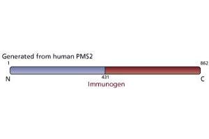 Image no. 1 for anti-PMS2 Postmeiotic Segregation Increased 2 (S. Cerevisiae) (PMS2) antibody (ABIN967525) (PMS2 antibody)