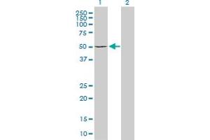 Western Blot analysis of DIAPH1 expression in transfected 293T cell line by DIAPH1 MaxPab polyclonal antibody. (DIAPH1 antibody  (AA 1-404))