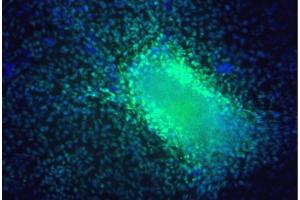 Immunofluorescent staining of hESC H9 derived cardiomyocytes (First Panel) and mouse E12 embryo section (Second Panels). (GATA4 antibody)