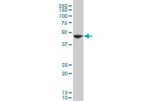 EEF1A2 polyclonal antibody (A01), Lot # 070201JCSb Western Blot analysis of EEF1A2 expression in Hela S3 NE . (EEF1A2 antibody  (AA 364-462))