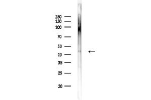 anti-Wingless-Type MMTV Integration Site Family, Member 11 (WNT11) (C-Term) antibody
