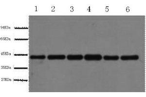 Western Blot analysis of HepG2, Rat liver, Mouse kidney, Rabbit testic, Sheep lung, 293T using beta actin Polyclonal Antibody at dilution of 1:1000. (beta Actin antibody)