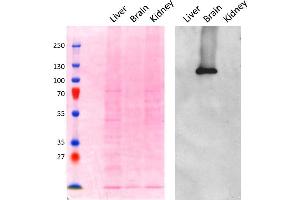 ABIN5539681 (0. (alpha Adaptin antibody  (AA 706-727))