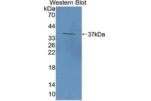 Detection of Recombinant F5, Bovine using Polyclonal Antibody to Coagulation Factor V (F5) (Coagulation Factor V antibody  (AA 30-327))