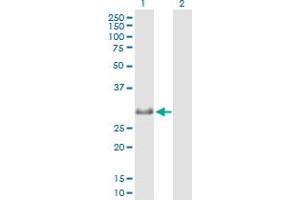 Western Blot analysis of MXD4 expression in transfected 293T cell line by MXD4 MaxPab polyclonal antibody. (MXD4 antibody  (AA 1-209))