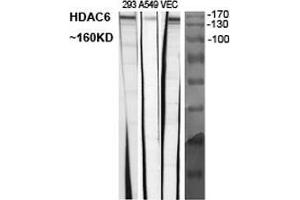 Western Blot (WB) analysis of specific cells using Histone deacetylase 6 Polyclonal Antibody. (HDAC6 antibody  (C-Term))