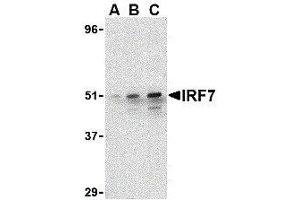 Western Blotting (WB) image for anti-Interferon Regulatory Factor 7 (IRF7) (C-Term) antibody (ABIN2475148) (IRF7 antibody  (C-Term))