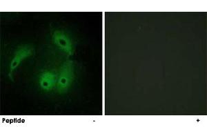 Immunofluorescence analysis of HeLa cells, using AKAP14 polyclonal antibody .