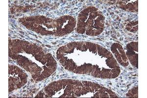 Image no. 5 for anti-CNDP Dipeptidase 2 (Metallopeptidase M20 Family) (CNDP2) antibody (ABIN1497548) (CNDP2 antibody)