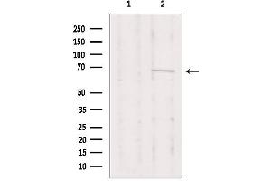 Western blot analysis of extracts from Hela, using PRKCI Antibody. (PKC iota antibody  (Internal Region))