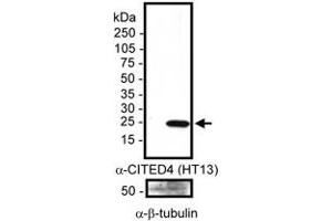 Detection of human CITED4 in 20ug of transfected whole cell Hep3B lysate using CITED4 monoclonal antibody, clone HT13-2D6. (CITED4 antibody)