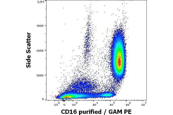 CD16 antibody