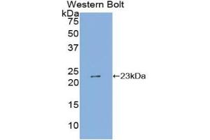 Detection of Recombinant SHISA4, Human using Polyclonal Antibody to Shisa Homolog 4 (SHISA4) (SHISA4 antibody  (AA 28-197))