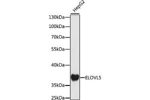 Western blot analysis of extracts of HepG2 cells, using ELOVL5 antibody (ABIN7266928) at 1:1000 dilution. (ELOVL5 antibody  (AA 247-326))